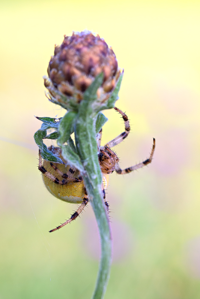 Araneus quadratus