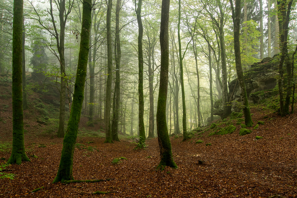 Herbst im Müllerthal...