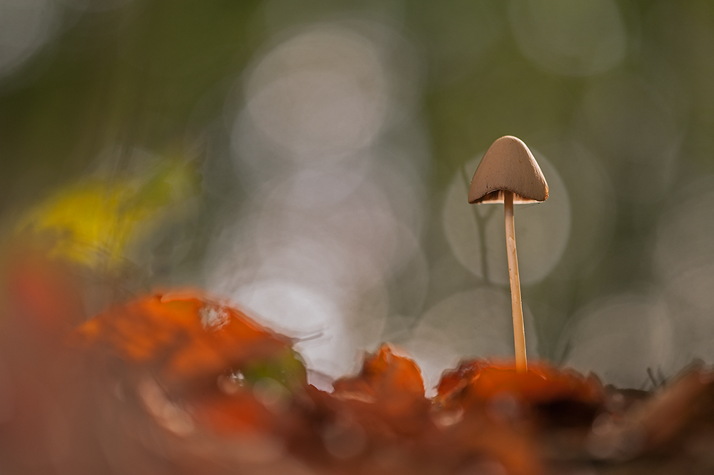 Herbstfarben
