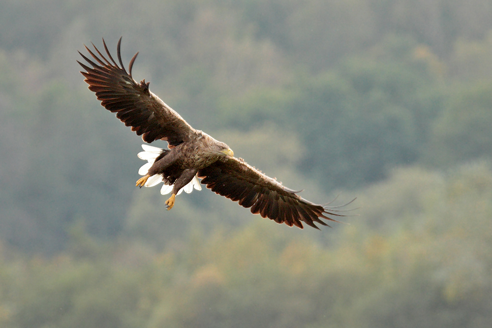 Seeadler