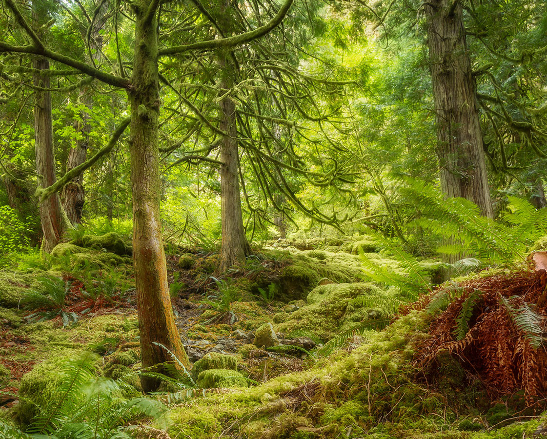 Herbstwald in den Cascade Mountains