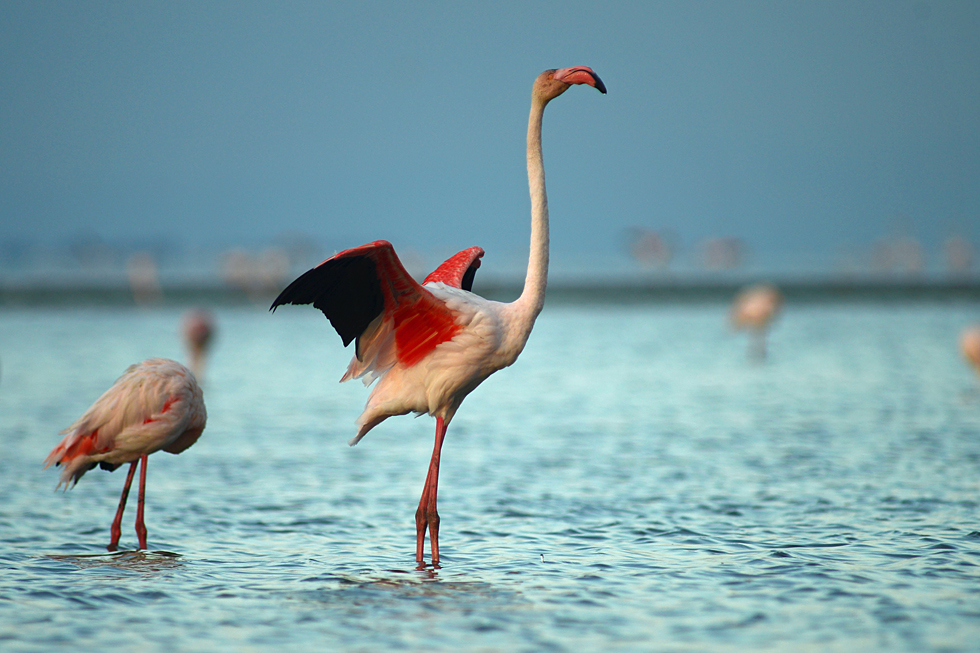 noch` Flamingo