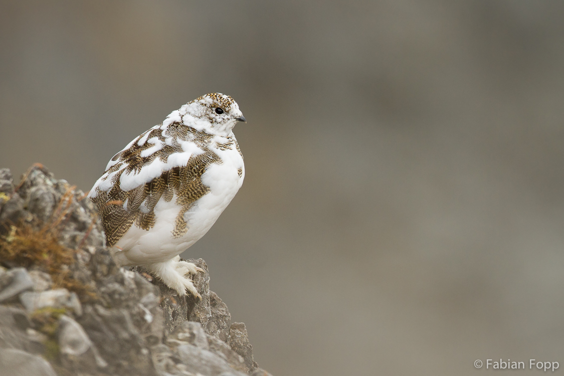 Alpenschneehuhn (Lagopus muta)