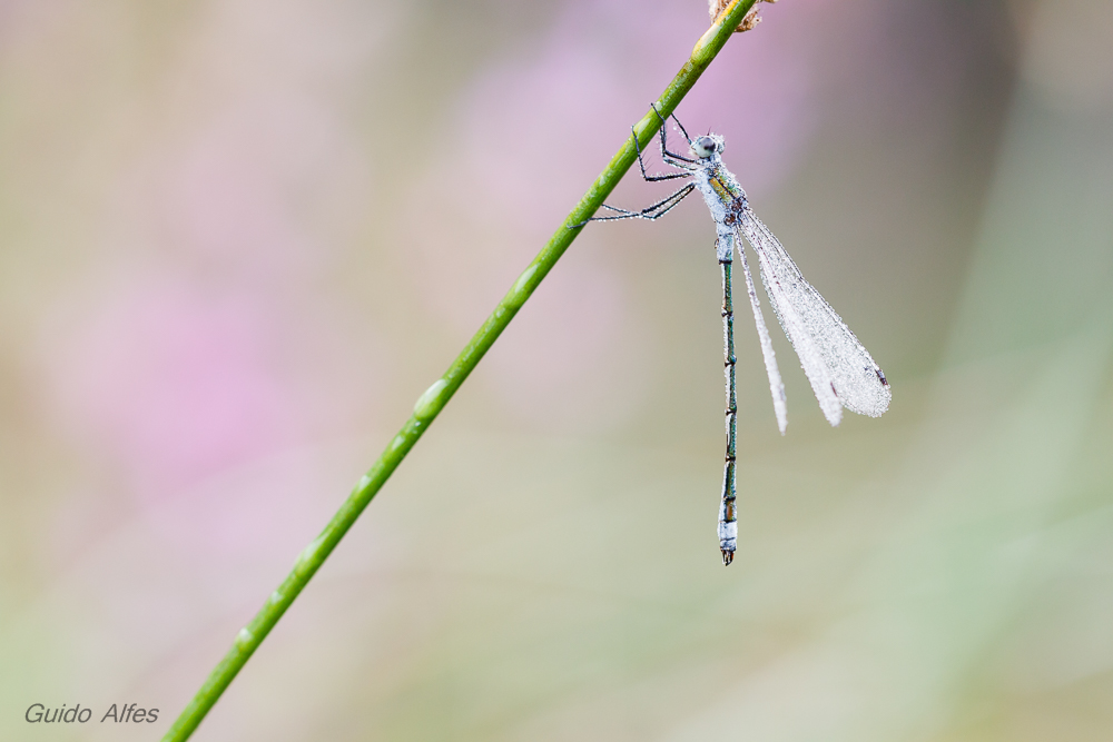 Lestes sponsa