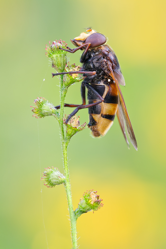 Hornissenschwebfliege