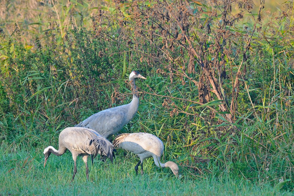 Kraniche Anfang Oktober