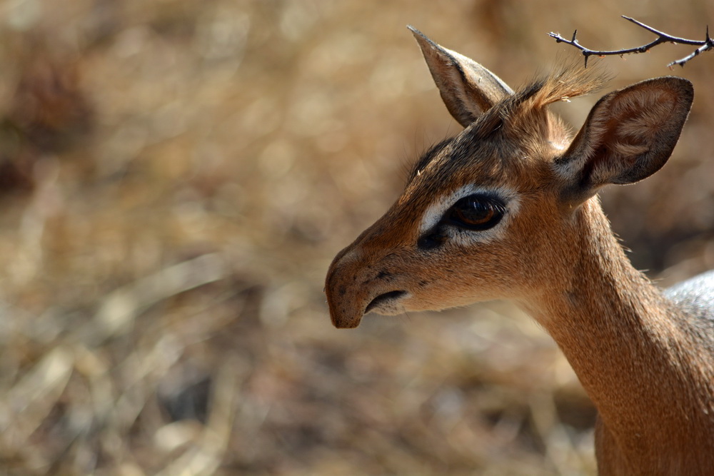 Kirk-Dikdik (Madoqua kirkii),