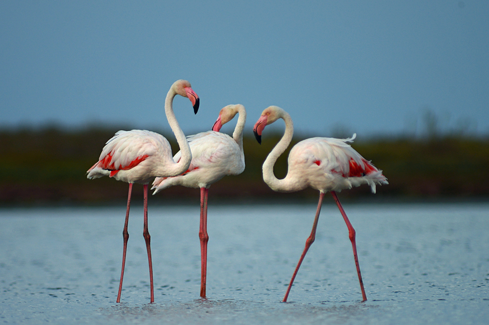 3 Flamingos