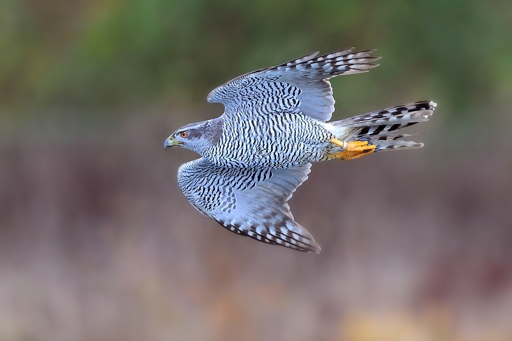 Vogel des Jahres 2015 - der Habicht