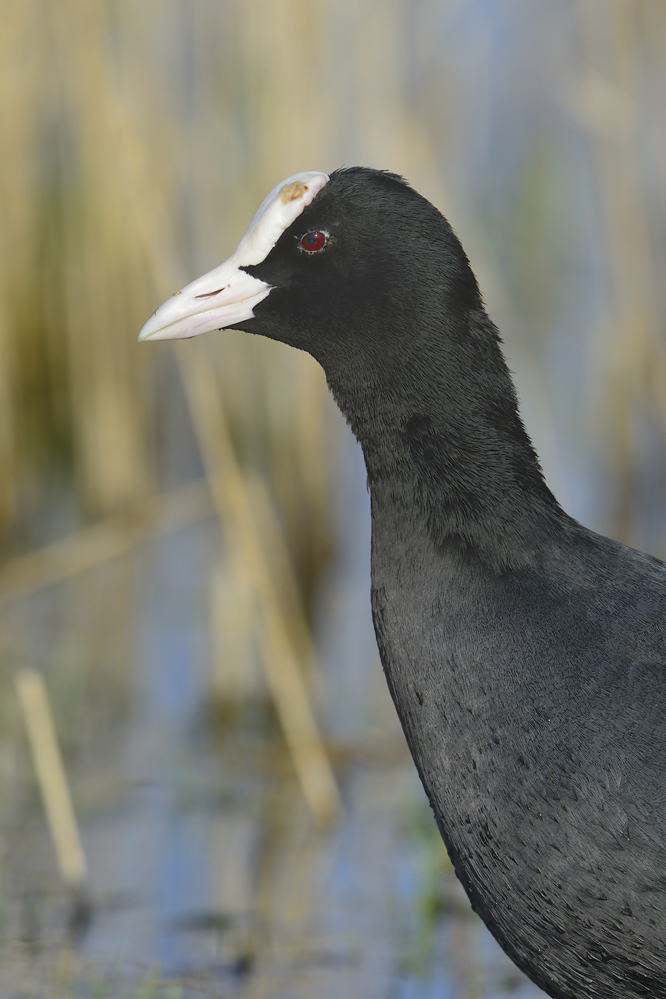 Blässhuhn (fulica atra)