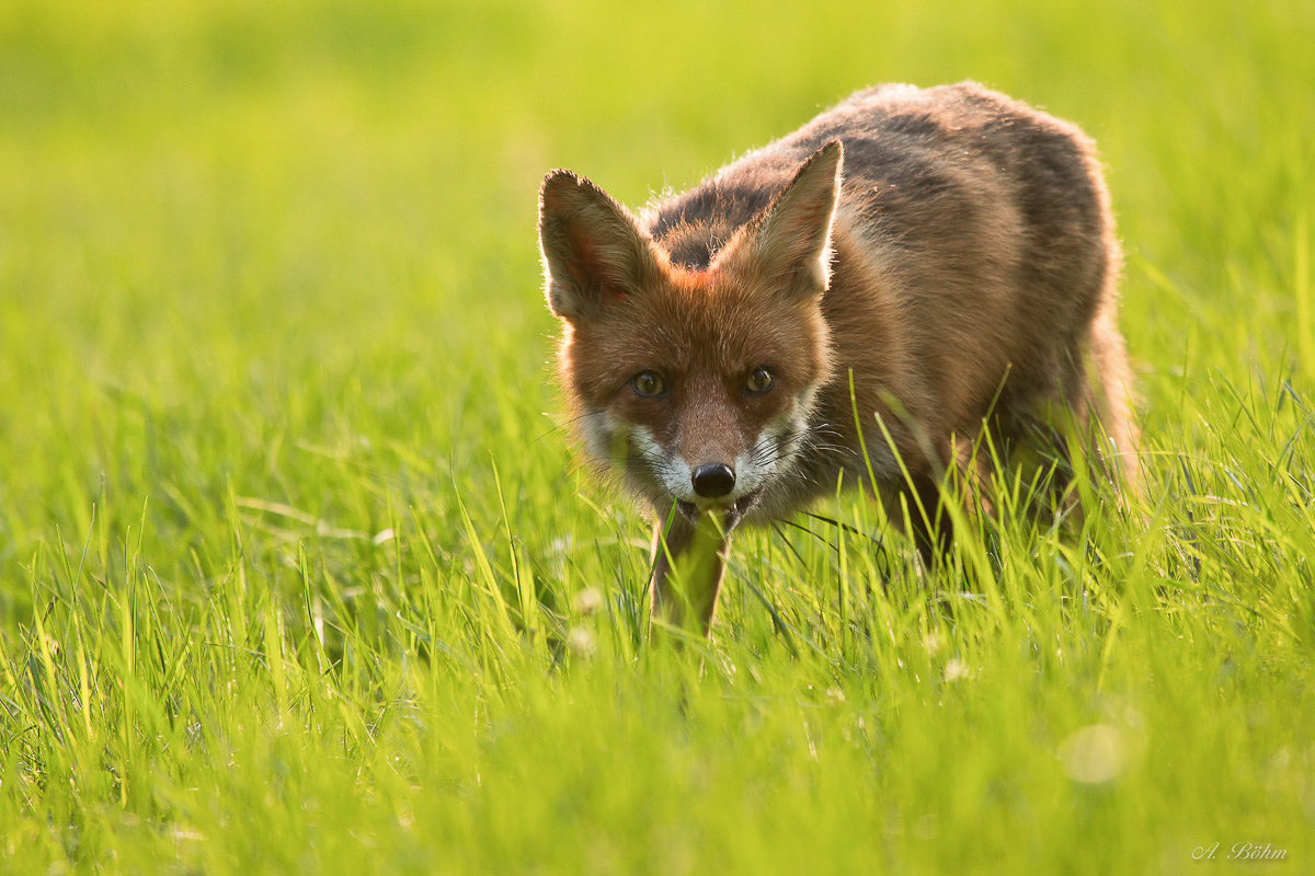 Der listige Fuchs...