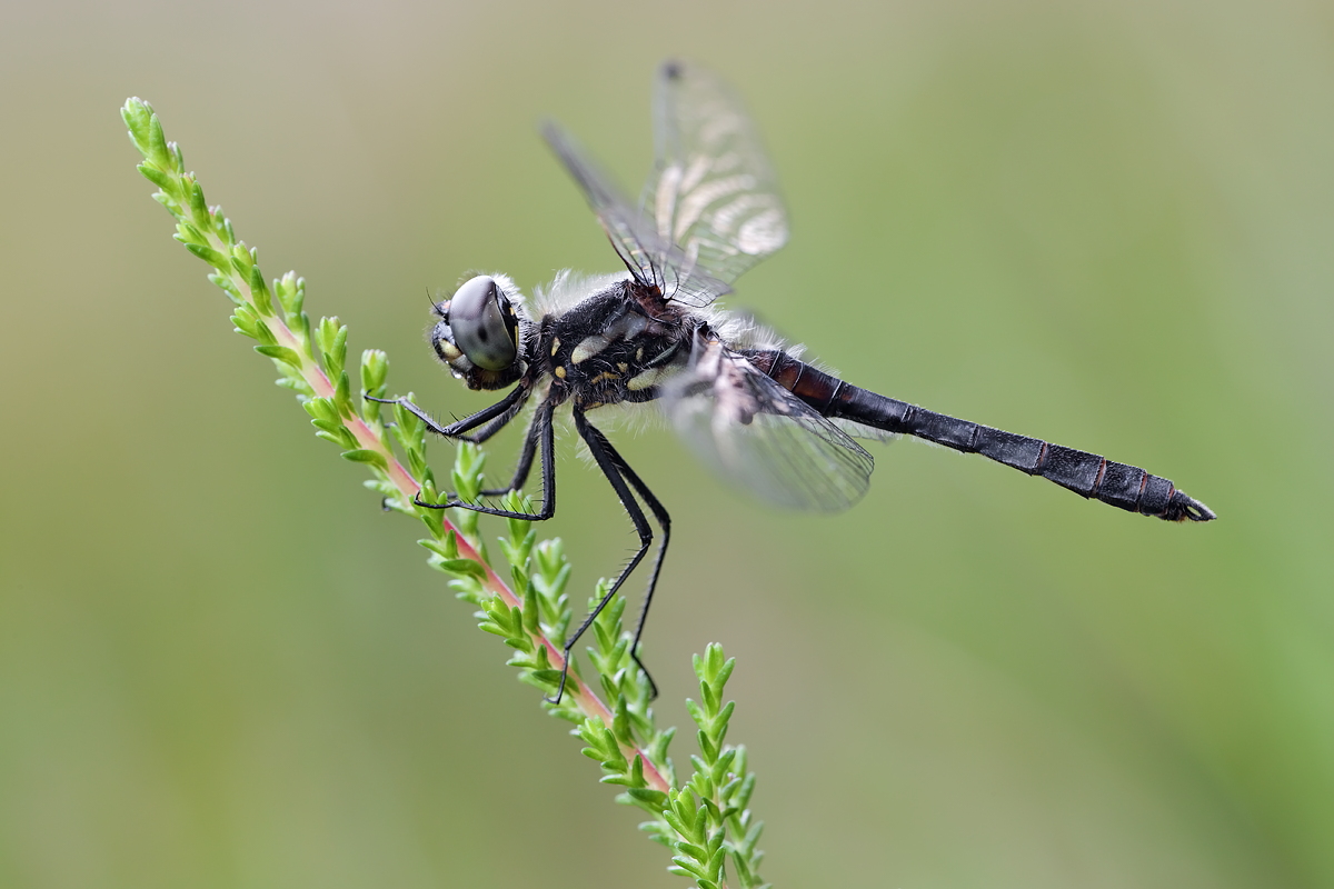 Schwarze Heidi