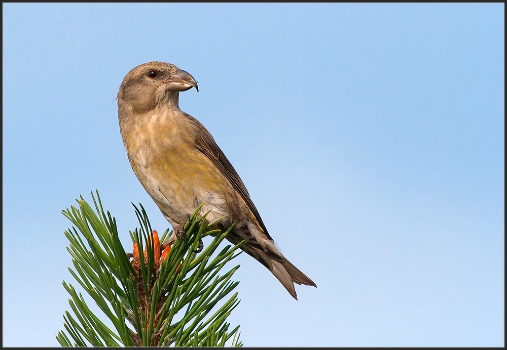 Fichtenkreuzschnabel (Loxia curvirostra) - Noch ein Portrait eines weiblichen Altvogels