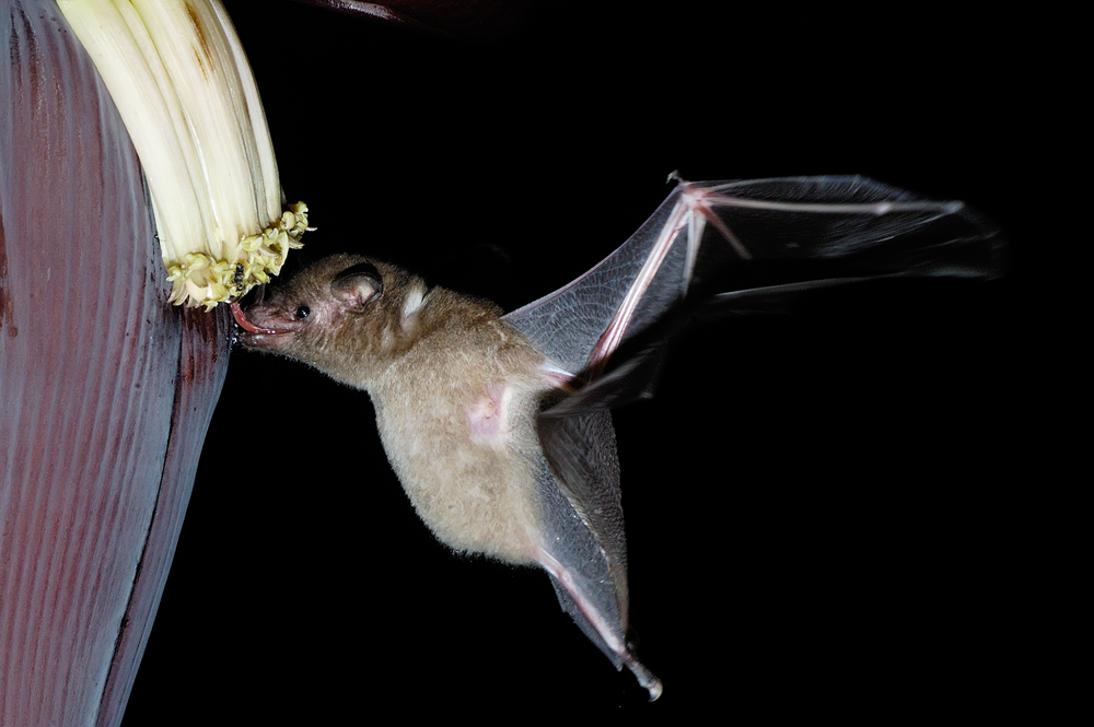 Langzungenfledermaus (Glossophaga soricina)