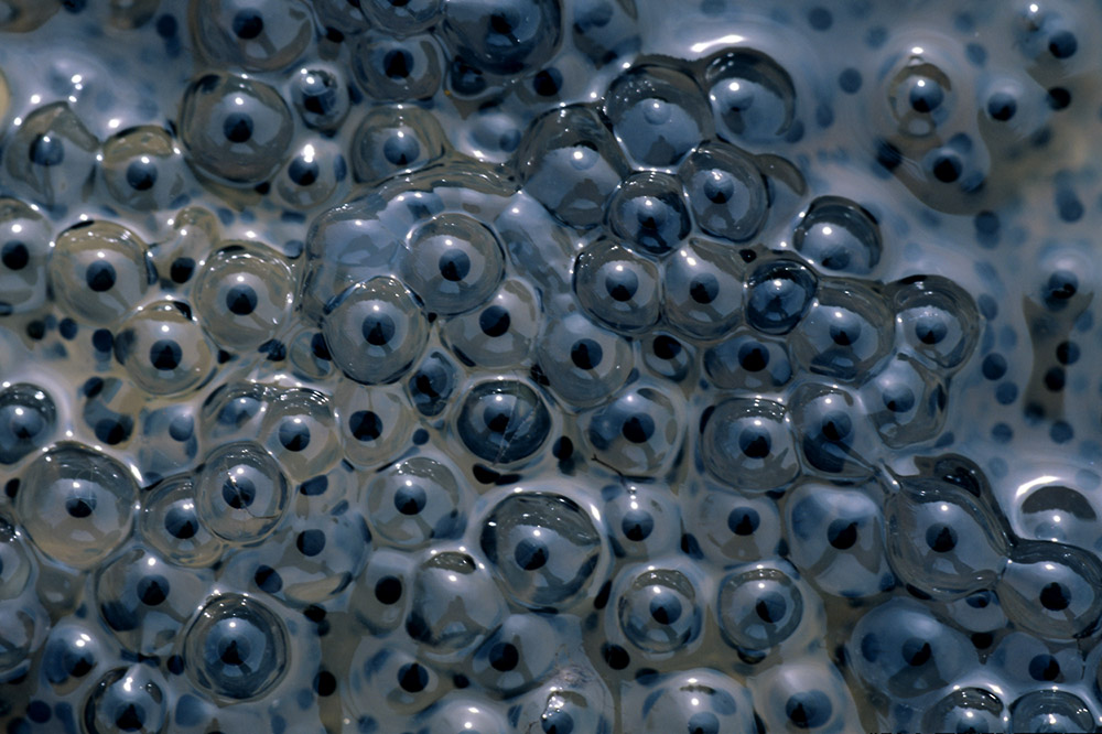 Eier