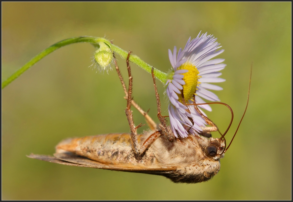 Karden-Sonneneule (Heliothis viriplaca)