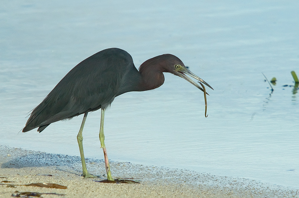 Blaureiher (Egretta caerulea)