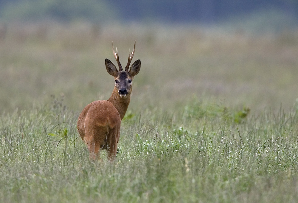 Hirsch - oder?