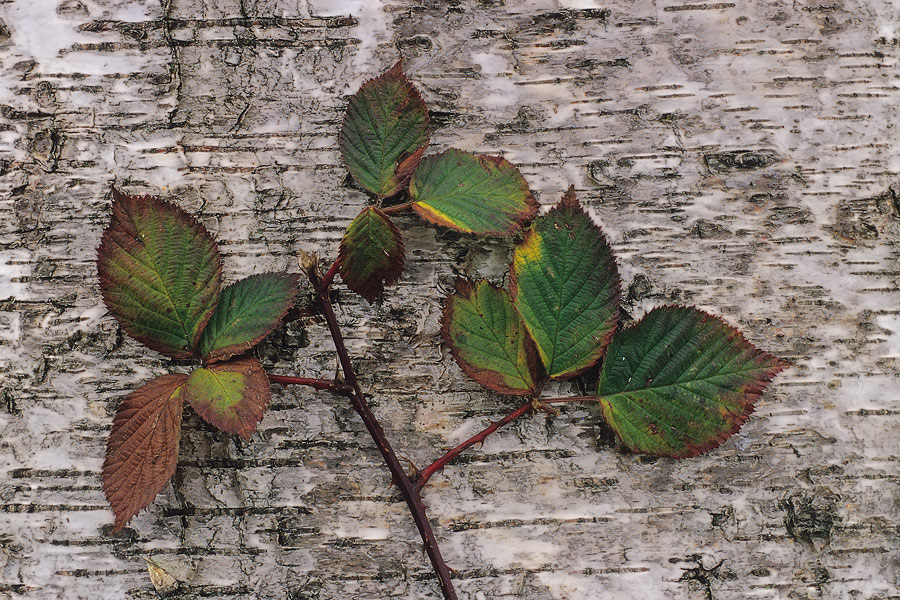 herbstlicher Brombeerzweig an einem Birkenstamm