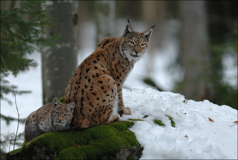 junger Luchs mit Muttertier