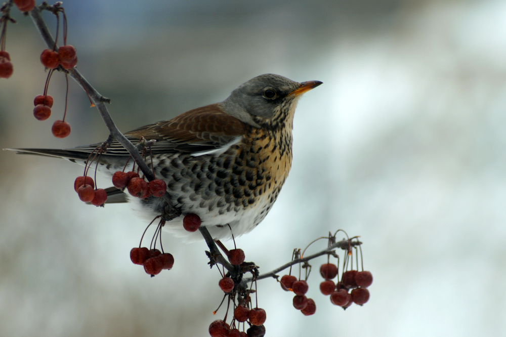 Wacholderdrossel - Turdus pilaris