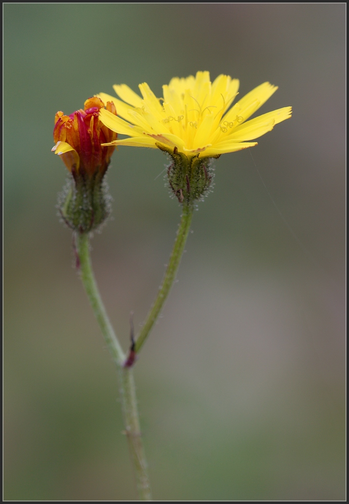 Herbstblüten Teil 3: Habichtskraut