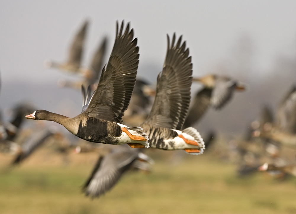 Blessgänse im Vorbeiflug