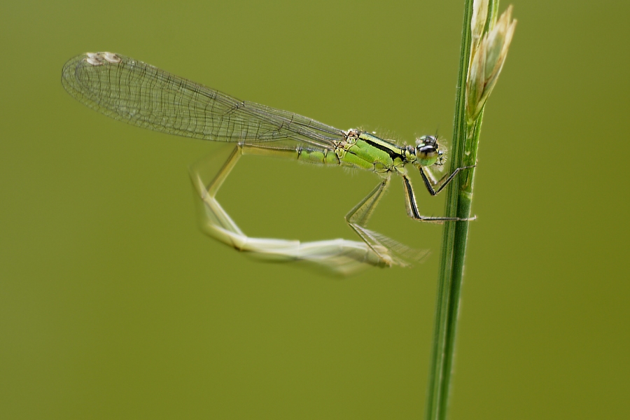 Kleine Pechlibelle