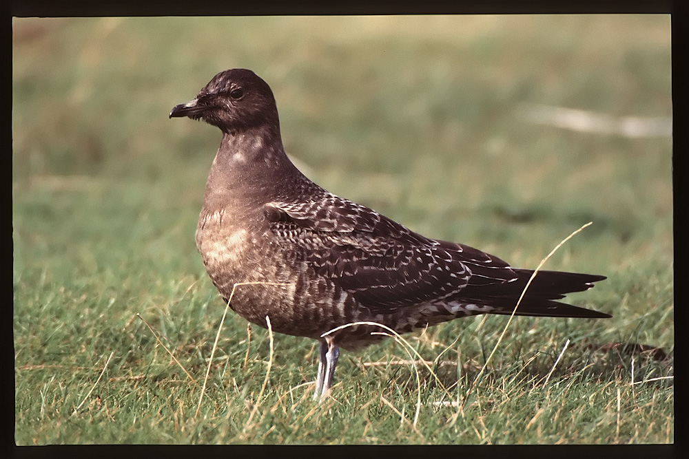 Rätselvogel....