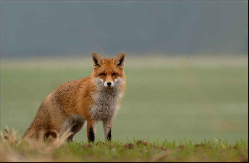 Fuchs