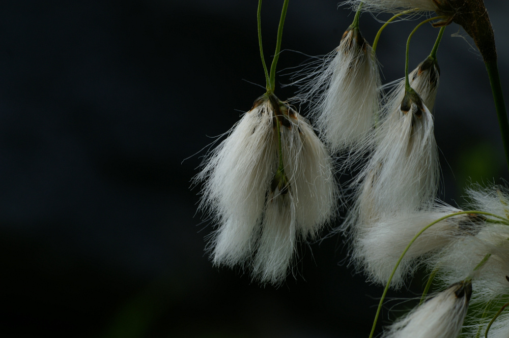 Schmalblättriges Wollgras - Eriophorum angustifolius