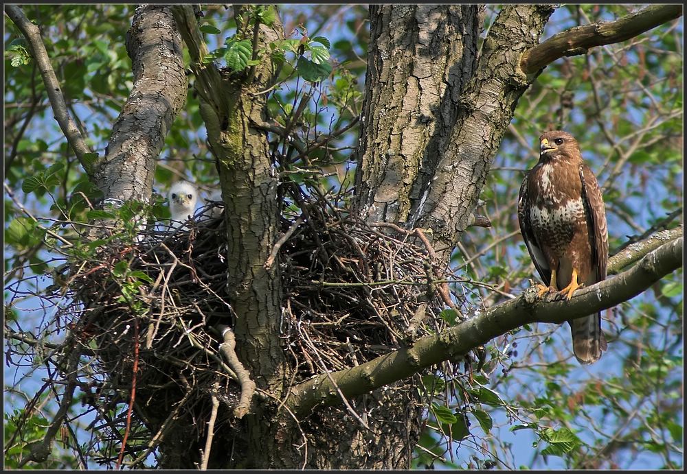 Nestwache