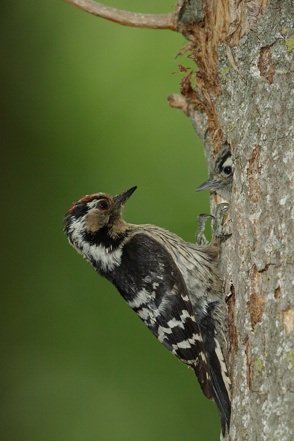 Kleinspecht Männchen mit weiblichem Jungvogel