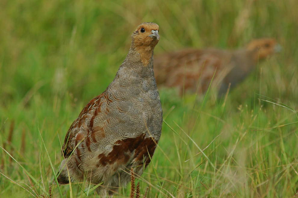 Rebhuhn (perdix perdix)
