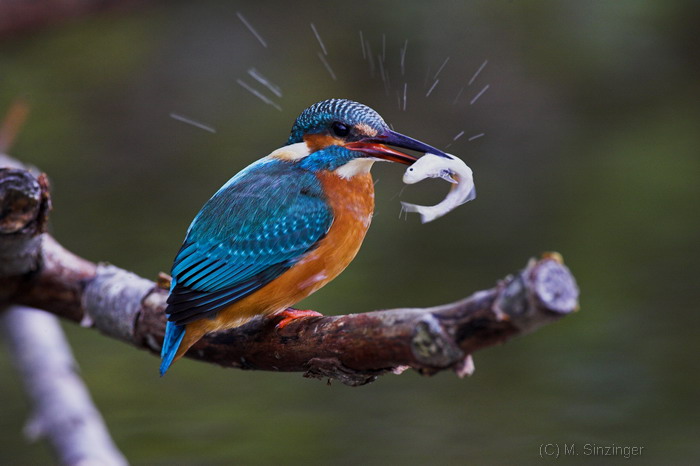 Fliegender Edelstein mit Gloreole