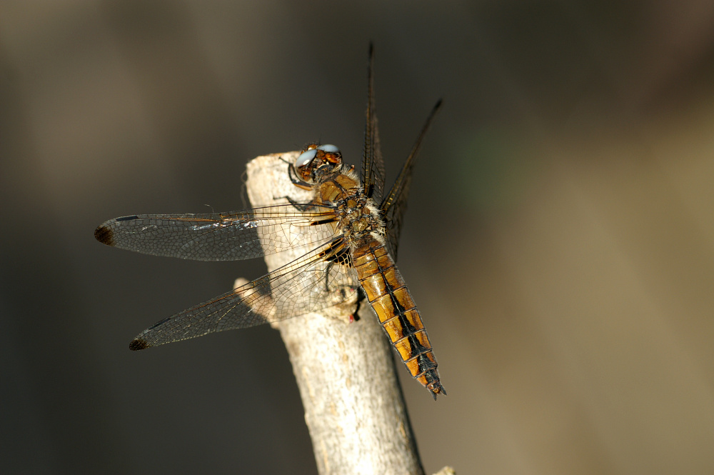 Spitzfleck - Libellula fulva