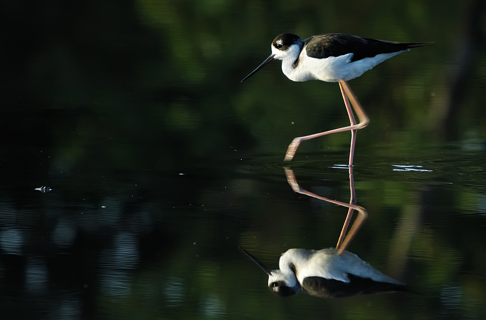 Schwarznacken-Stelzenläufer (Himantopus mexicanus)