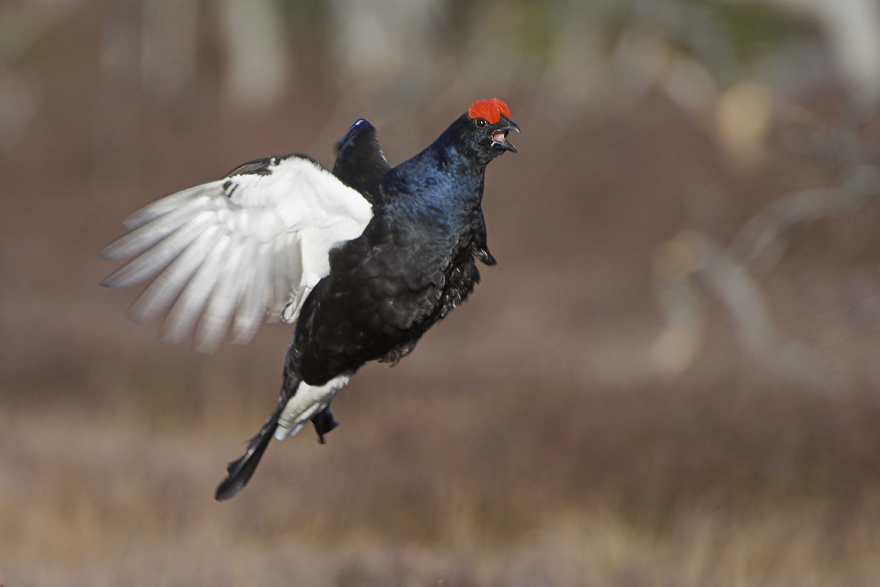 Birkhahn