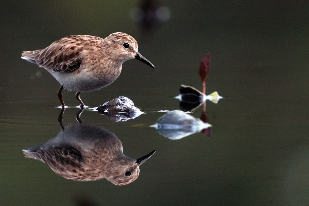 Sandstrandläufer (Calidris pusilla)