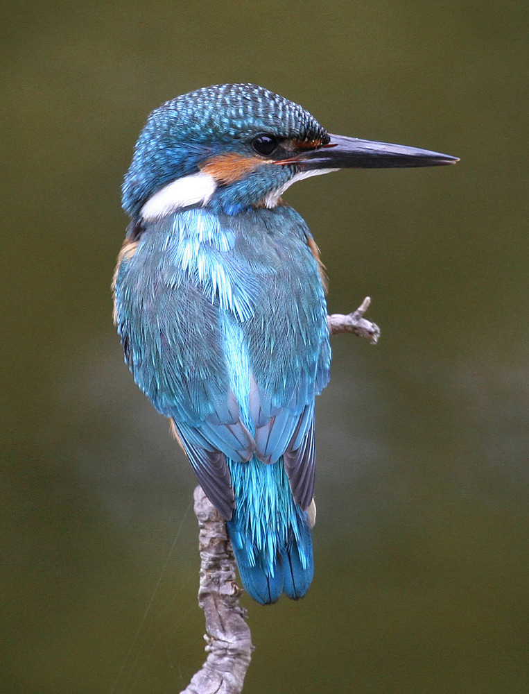 Eisvogel