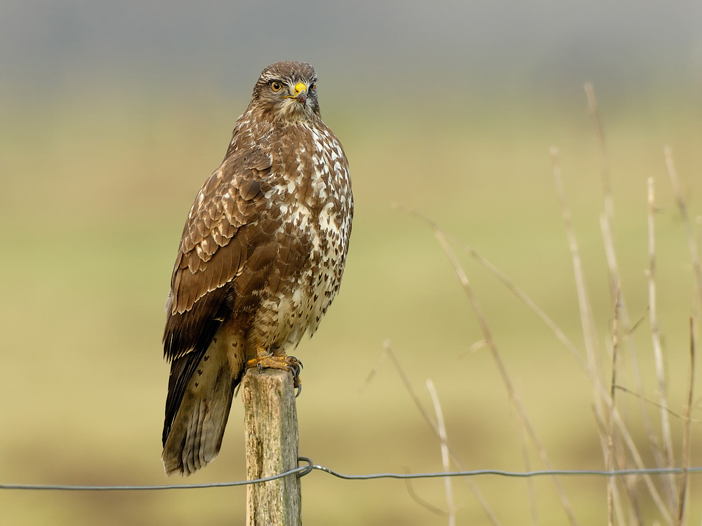 Mäusebussard (Buteo buteo)