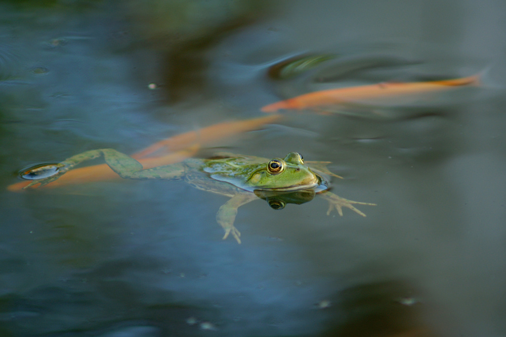 Teichfrosch - Rana kl. esculenta
