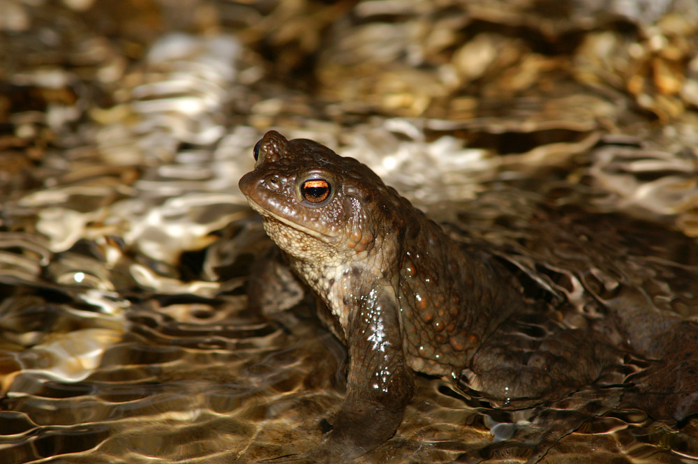 Erdkröte - Bufo Bufo