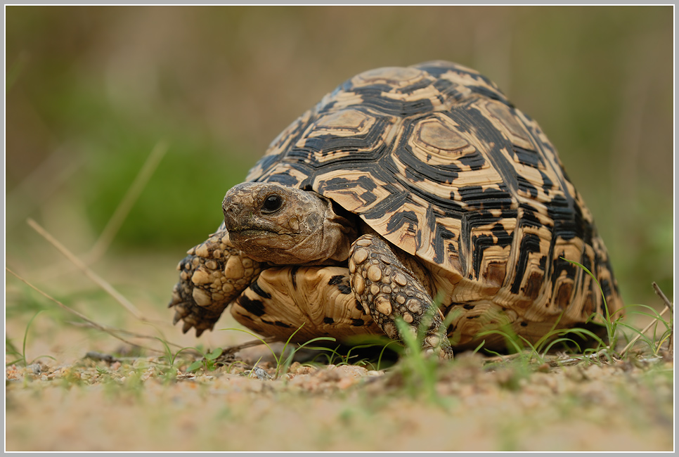 Pantherschildkröte (Geochelone pardalis)