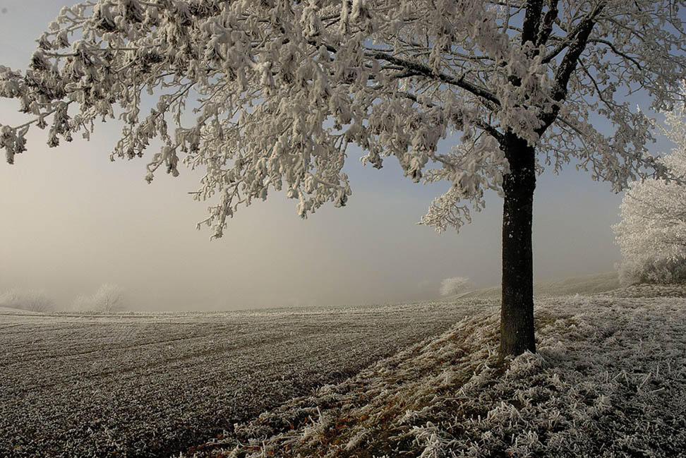 Landschaft im Raureif-Nebel