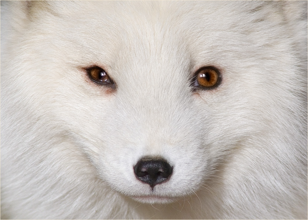 Eisfuchs (Alopex lagopus)