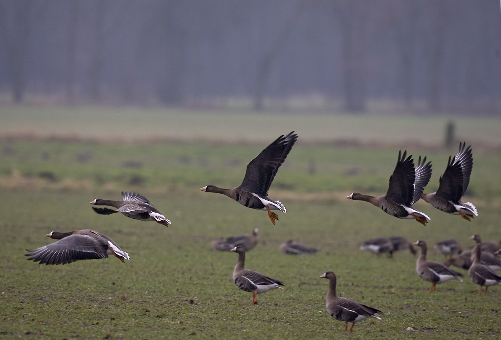 Blessgänse im Abflug