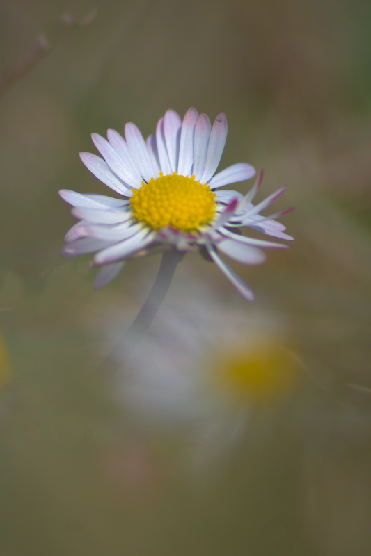Gaensebluemchen im Wind