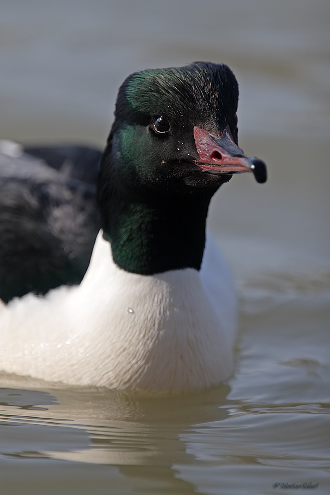 Herr Gänsesäger (mergus merganser)