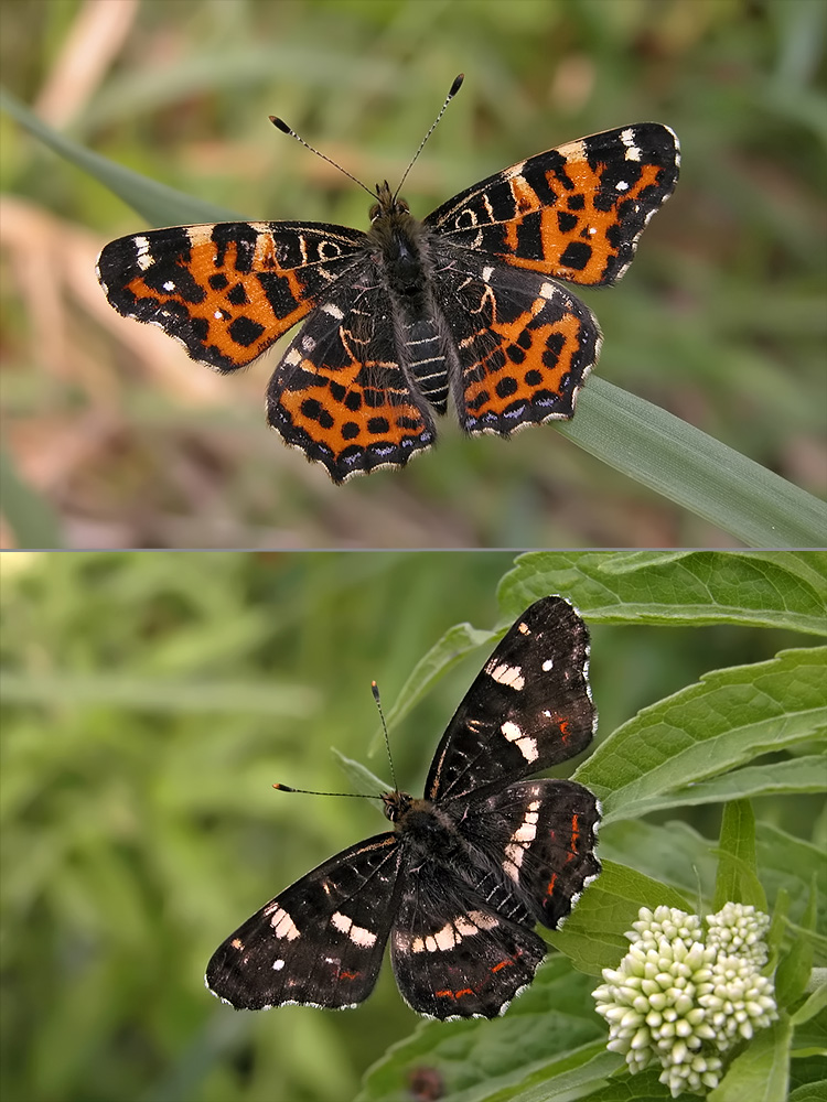 Saisonaldimorphismus